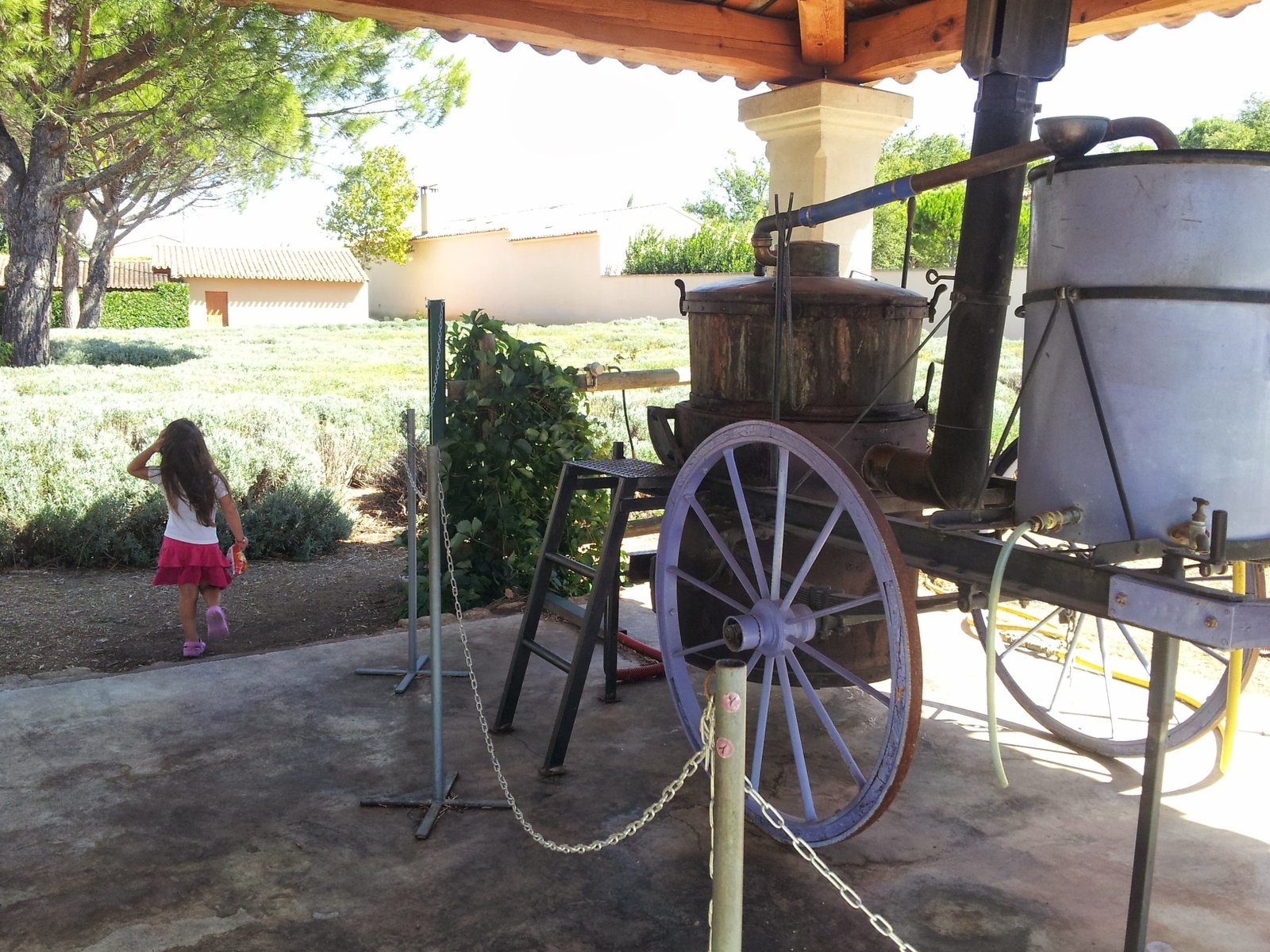 Traditional lavender production in Provence